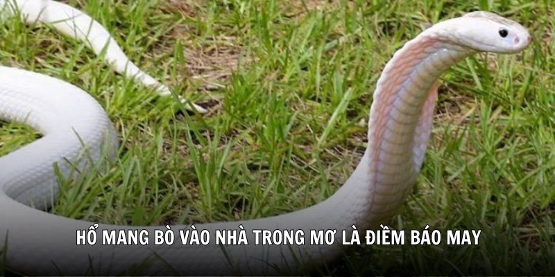 Hổ mang bò vào nhà trong mơ là điềm báo may