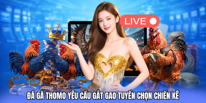 Đá gà Thomo yêu cầu gắt gao tuyển chọn chiến kê